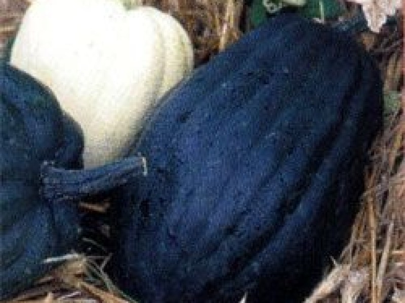 Recette St Jacques et cornue d'hiver - Chef Patrick Asfaux