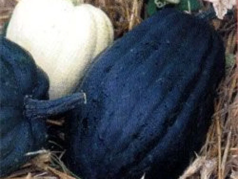 Recette St Jacques et cornue d'hiver - Chef Patrick Asfaux