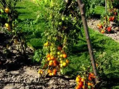 Le paradis de la reine tomate