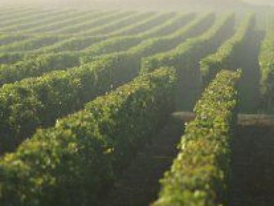 Heritage of Terroirs