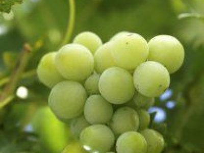 Heritage of Terroirs