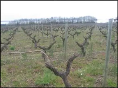 La Taille de la vigne