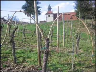 La Taille de la vigne