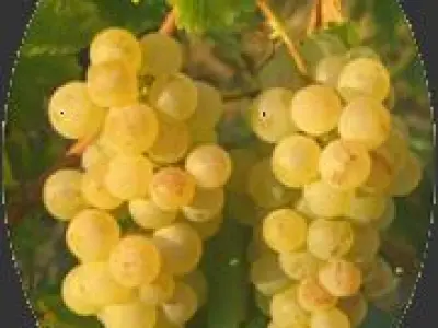 Sur la Route des Vins d'Alsace