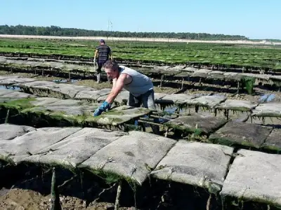 Huitres Lagarre : l'art ostréicole d'une famille, héritage d'un siècle
