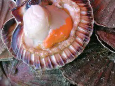 Recette Anchoyade et coquilles St Jacques
