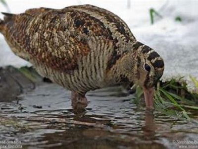 Recette Bécasse flambée à notre manière