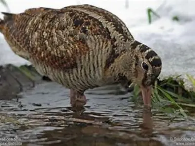 Recette Bécasse flambée à notre manière