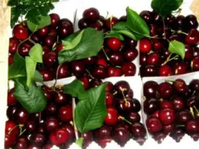 Recette Cherry Fritters