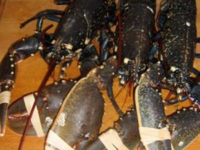 Recette Biscuit de Homard