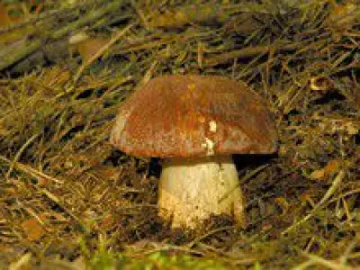 Recette Blinis aux cèpes