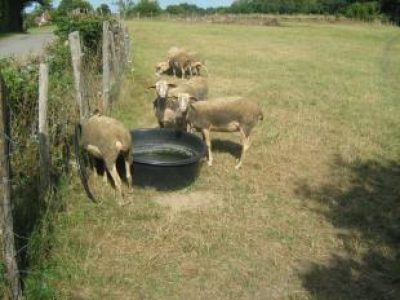 Recette Charlotte agneau et aubergines