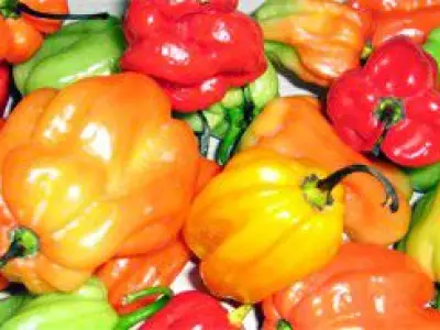 Recette Chipirons basquaise