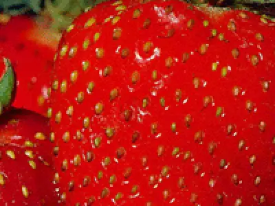 Recette Coques de fraises de Plougastel