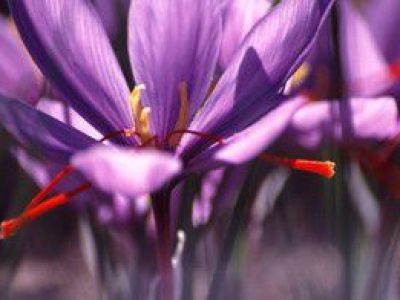 Recette Crème anglaise au Safran