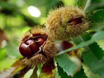 Recette Crème de marrons fouettée
