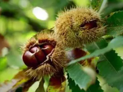 Recette Crème de marrons fouettée