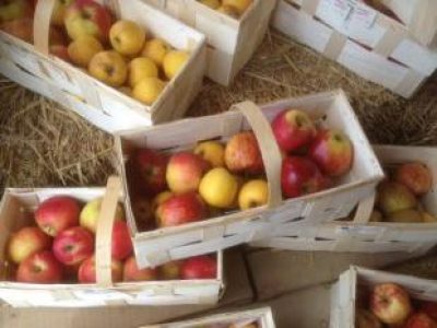 Recette Douillons de pommes à la picarde