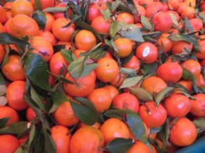 Recette Endives aux mangues et clémentines