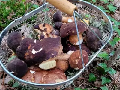 Recette Filet de Sandre poêlé comme à Chinon