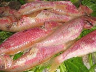 Recette Filets de rougets et gambas