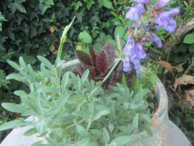 Recette Filets mignons en crème de sauge