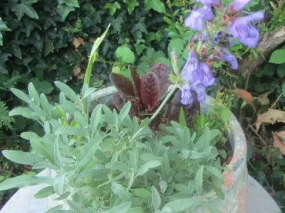 Recette Filets mignons en crème de sauge