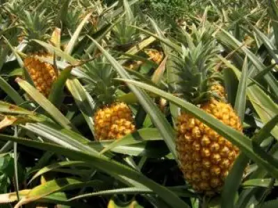 Recette Gâteau de crêpes à l'ananas