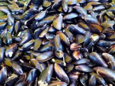 Recette Gâteau de moules