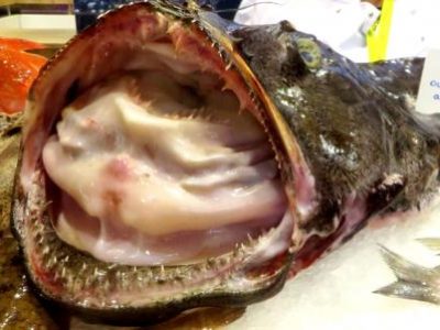 Recette Gigotin de Lotte rôti