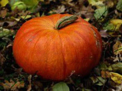 Recette Gnocchi gratinés au potiron