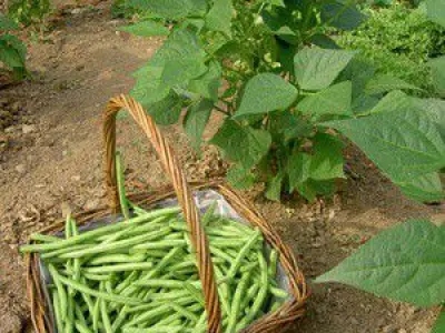 Recette Haricots verts