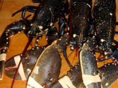 Recette Homard au Kari