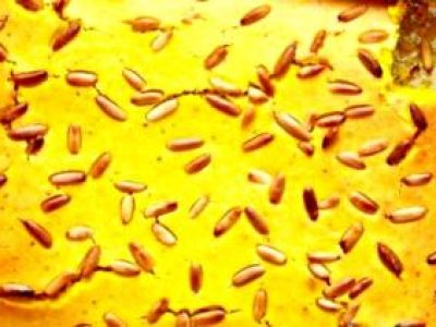 Recette Gateau sfouf de noha baz