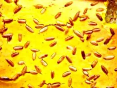 Recette Gateau sfouf de noha baz