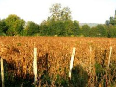 Recette Escargots aux haricots de Soissons