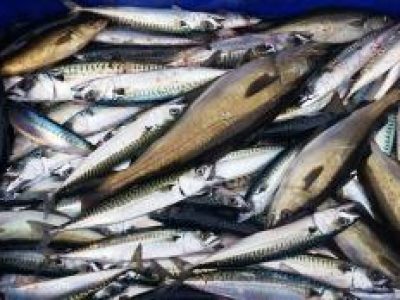 Recette Maquereaux marinés au vin blanc