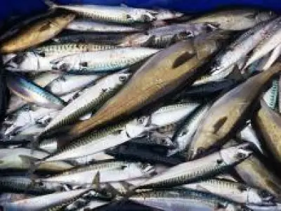 Recette Maquereaux marinés au vin blanc