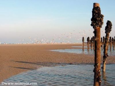 Recette Mouclade en crème safranée