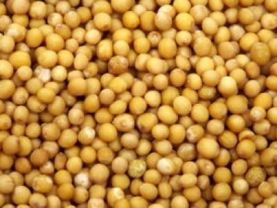 Recette Moutarde aux cèpes