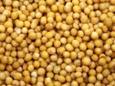 Recette Moutarde aux cèpes