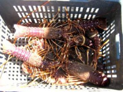 Recette Navarin de la mer
