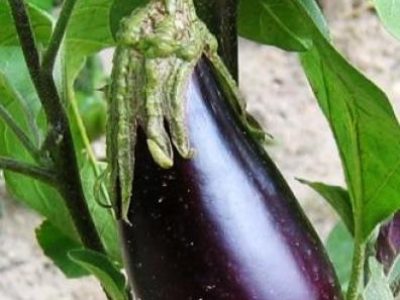 Recette Pain d'aubergines