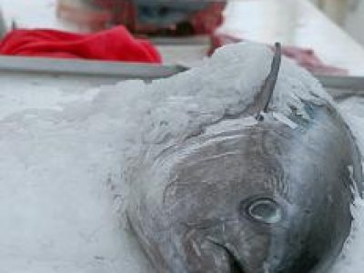 Recette Pave de thon poêle aux cèpes