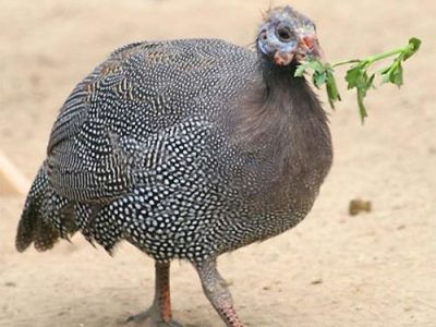 Recette Pintade au Beaujolais nouveau et Cassis