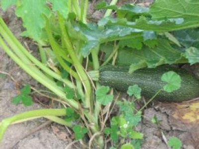 Recette Pudding aux courges