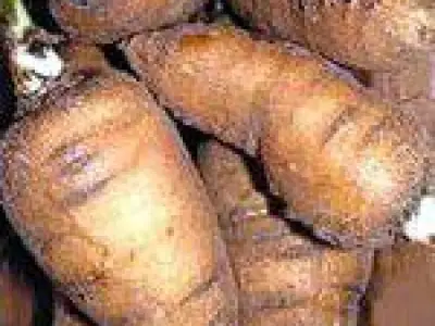 Recette Salade de Cerfeuil Bulbeux