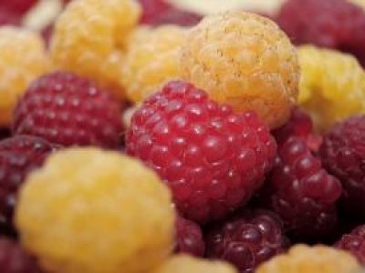 Recette Salade de framboises