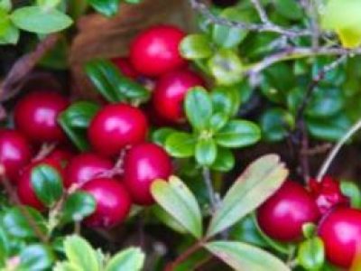 Recette Sauce aux Airelles et au miel