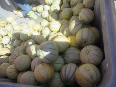 Recette Sorbet de melon